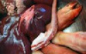 clean frozen pork /frozen port tail/ears/legs/hind/frozen pork feet - product's photo