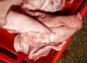 fresh frozen pork head - product's photo
