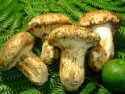 matsutake mushroom manufacturers - product's photo