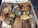 wild mushroom growing champignons mushrooms - product's photo
