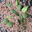 speckled light red kidney beans - product's photo