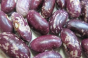 speckled beans - product's photo