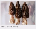 wild morchella esculenta - product's photo