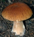 mushroom morchella  - product's photo