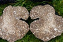 tuber melanosporum vitt truffle - product's photo