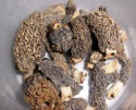 himalayan mushroom  - product's photo