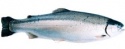 100% fresh sea trout - steelhead- atlantic ocean/salmon trout - product's photo