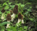 iqf morels - product's photo