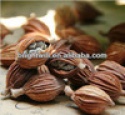 amomum villosum, fructus amomi,food seasoning - product's photo