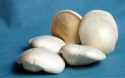 market prices for hot sell oyster mushroom - product's photo