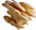 shanghai detan oyster mushroom - product's photo