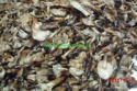 wild mushroom names honey fungus in brine - product's photo