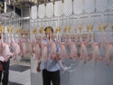 halal certified whole frozen chicken for export - product's photo