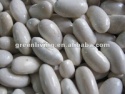  white kidney beans ( 200-240 grains)  - product's photo