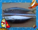 chinese a grade frozen seafood pacific mackerel - product's photo