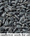 sunflower seeds for making oil - product's photo