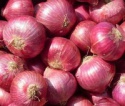 onion - product's photo