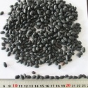high purity non gmo all kinds of black kidney bean - product's photo