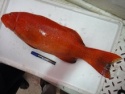 fresh/chilled andaman coral trout fish - product's photo