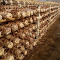 dried morel mushroom spawn - product's photo