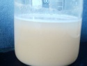 rice protein concentrate - product's photo