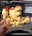  ginger importers for middle east - product's photo