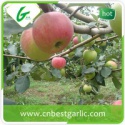  fresh royal gala apple - product's photo