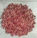 new crop chinese red speckled kidney beans - product's photo