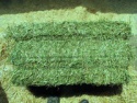 alfalfa hay - product's photo