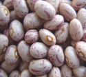 light speckled kidney bean - product's photo