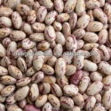 kidney beans,lskb,red beans,white bean - product's photo