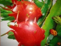 dragon fruit white flesh - product's photo