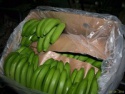 fresh green cavendish banana - product's photo