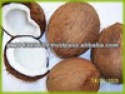 fresh mature coconuts - product's photo