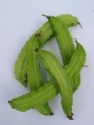 high yield op winged bean seed - dragon - product's photo