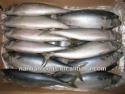 best and cheapest fresh mackerel 400-600g - product's photo