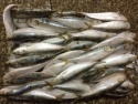 hot sale fresh high quality sardine 140-160g,lighting - product's photo