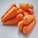 fresh carrot - product's photo