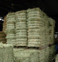  dried alfalfa hay - product's photo