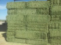 alfalfa hay in bales - product's photo