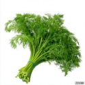 fresh dill herbs - product's photo