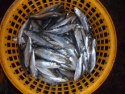 high quality wr fresh sardine fish - product's photo
