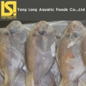 fresh butterfish sell online - product's photo
