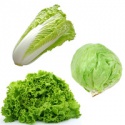lettuce - product's photo