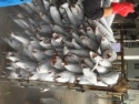 seafrozen giant kingfish fresh wahoo fish - product's photo