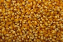 yellow maize corn - product's photo