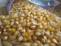 yellow corn maize for sale gmo and non gmo - product's photo