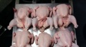 brazil halal frozen whole chicken - product's photo