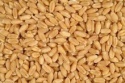 wheat - product's photo