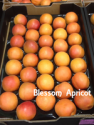 australia fresh apricot - product's photo